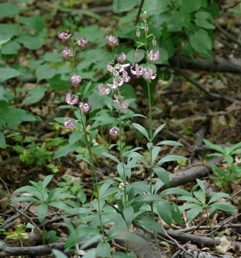 IMGP7012-1024~1.jpg