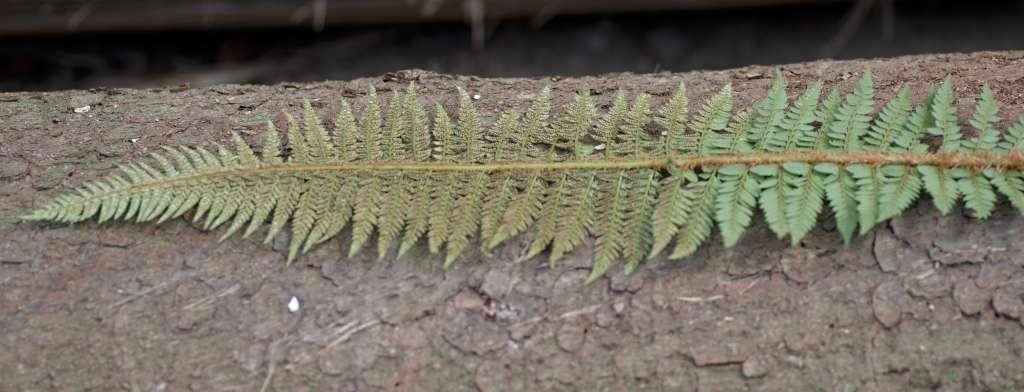 IMGP7012-1024~3.jpg