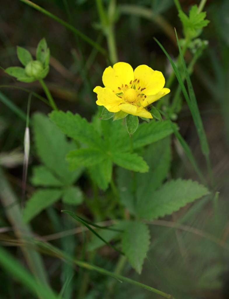 IMGP7026-1024~1.jpg