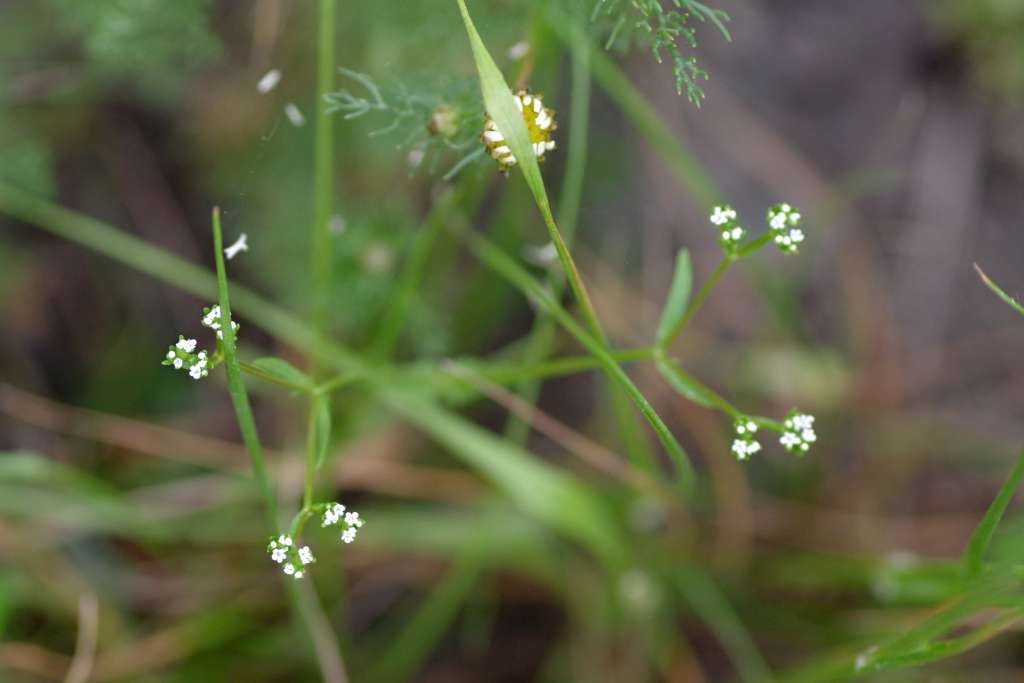 IMGP7031-1024~0.jpg