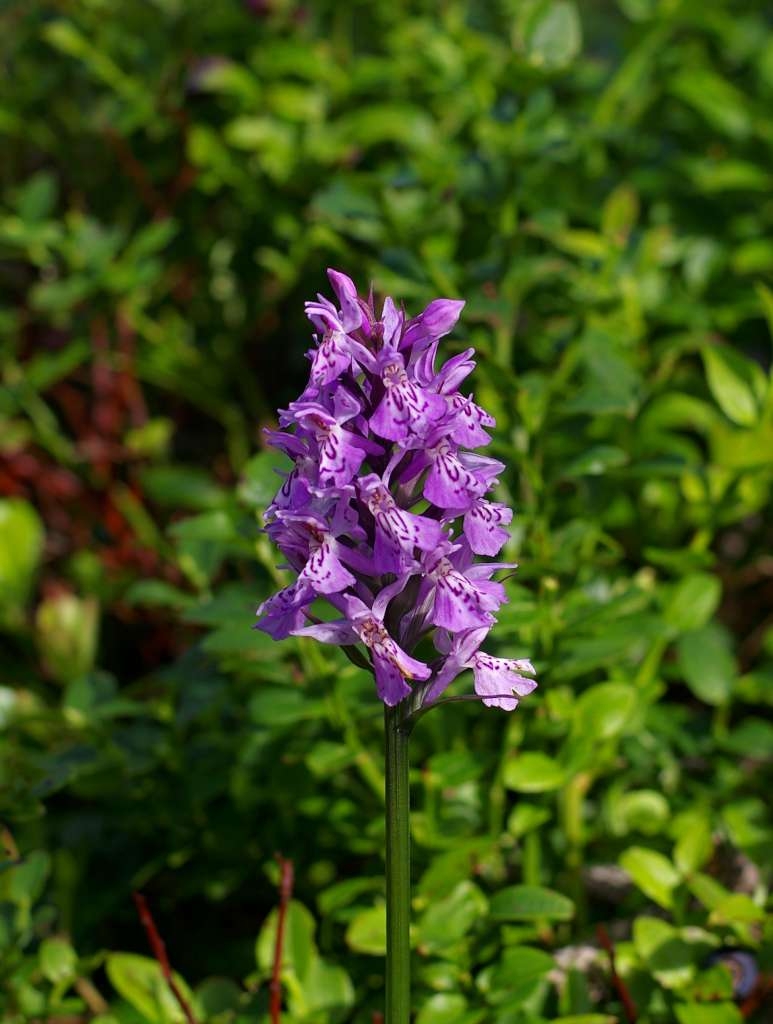 IMGP7035-1024~5.jpg