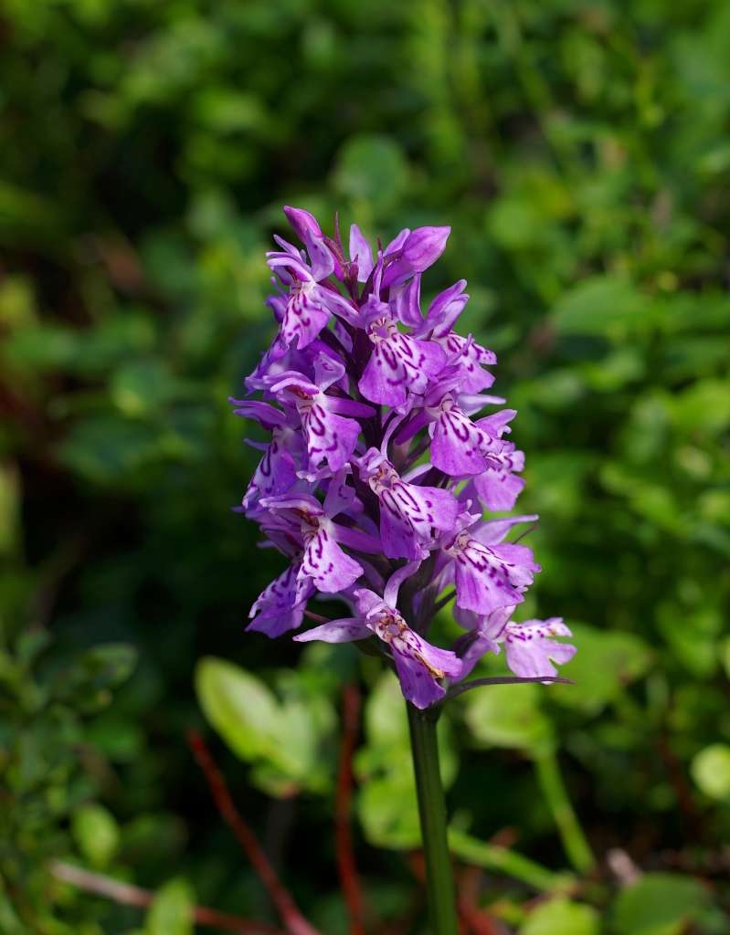 IMGP7036-1024~4.jpg
