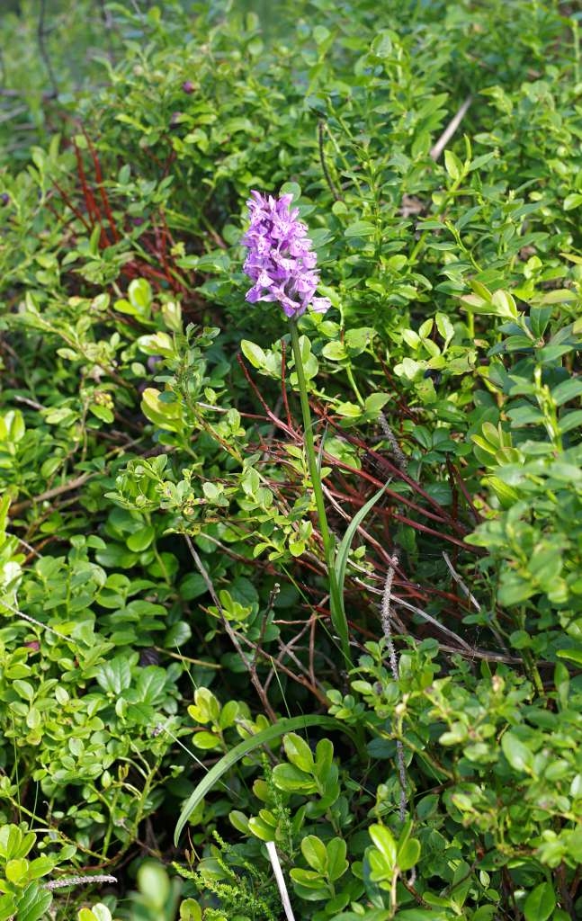 IMGP7038-1024~2.jpg