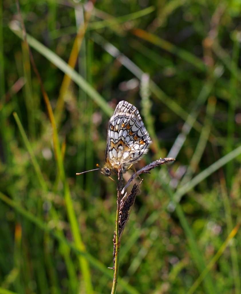 IMGP7049-1024~4.jpg