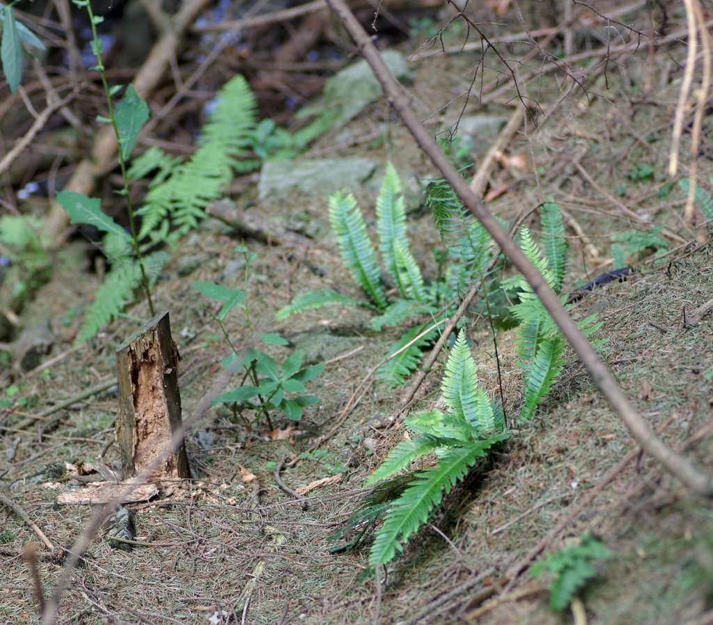 IMGP7050-1024~2.jpg