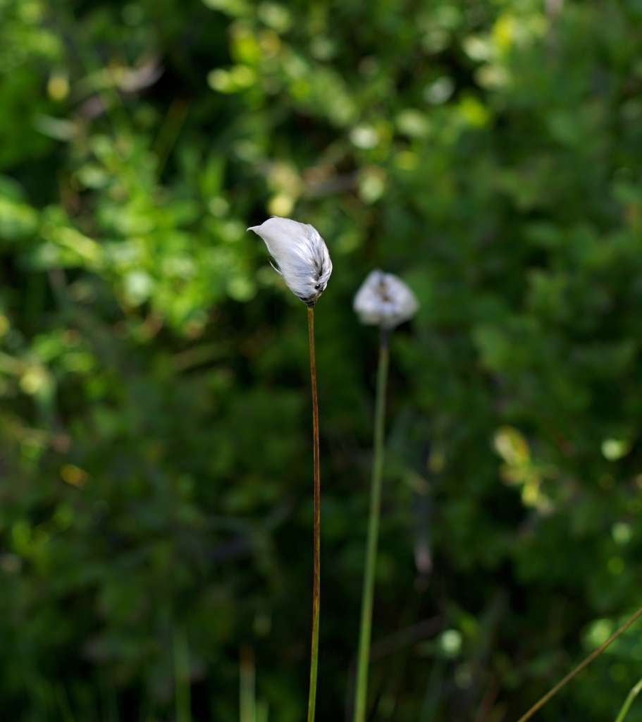 IMGP7057-1024~5.jpg