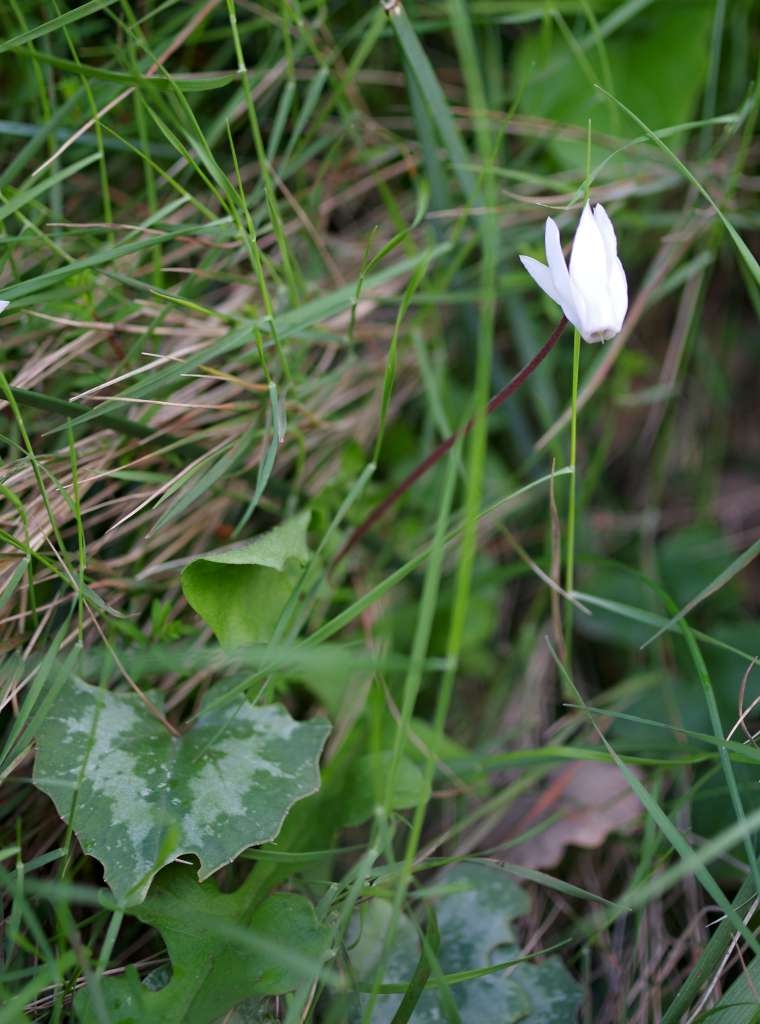 IMGP7058-1024~1.jpg
