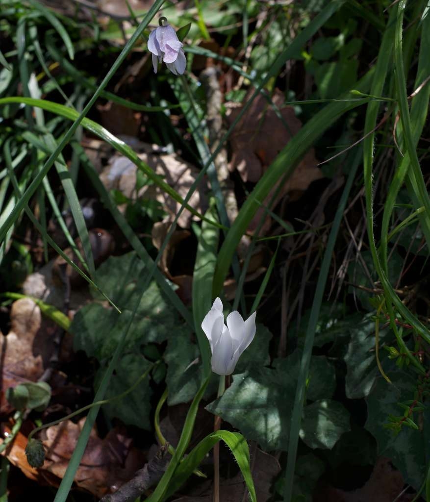 IMGP7060-1024~4.jpg