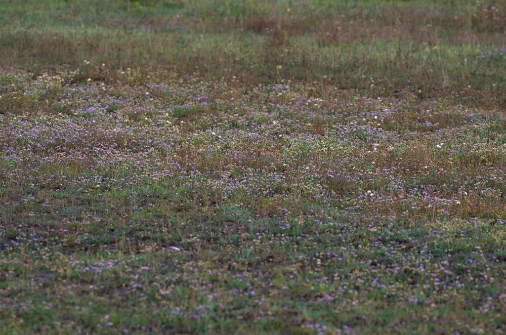 IMGP7068-1024.jpg