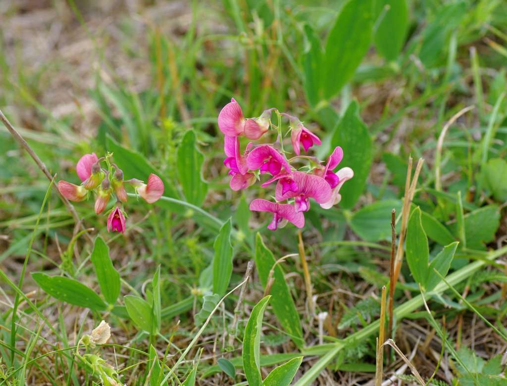 IMGP7100-1024.jpg