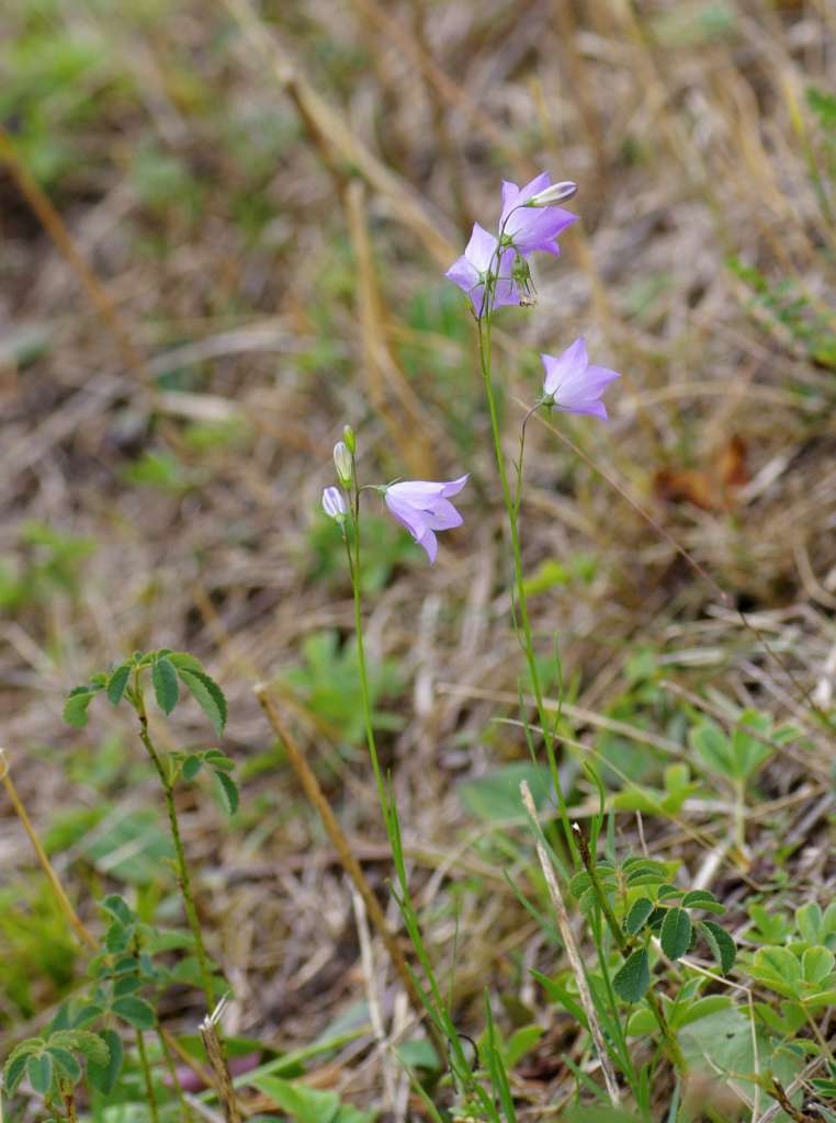 IMGP7101-1024~2.jpg