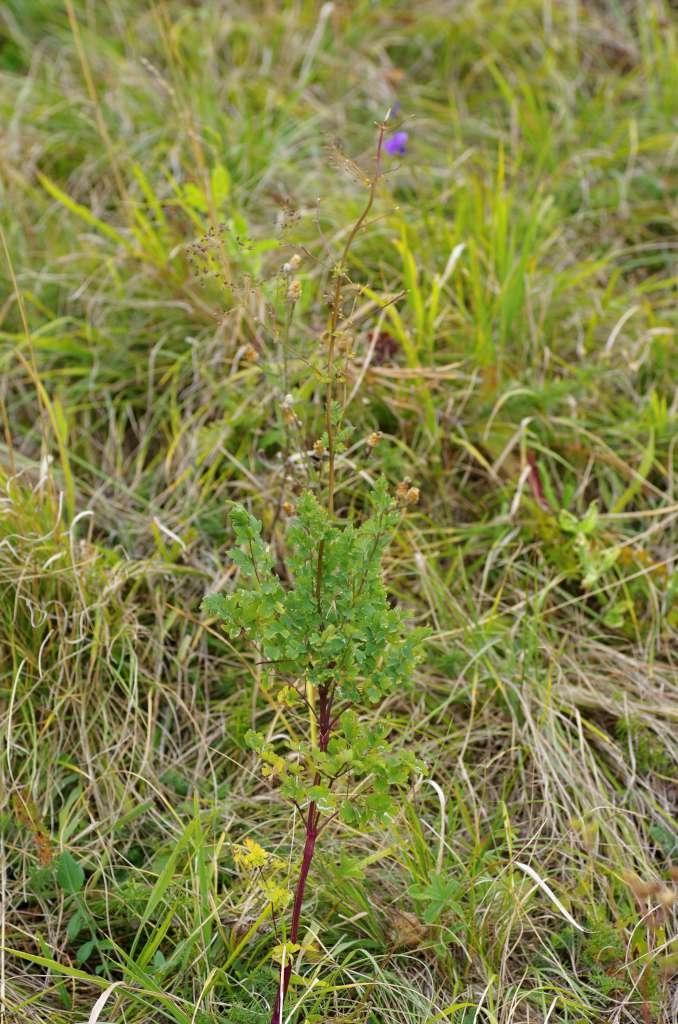 IMGP7107-1024~0.jpg