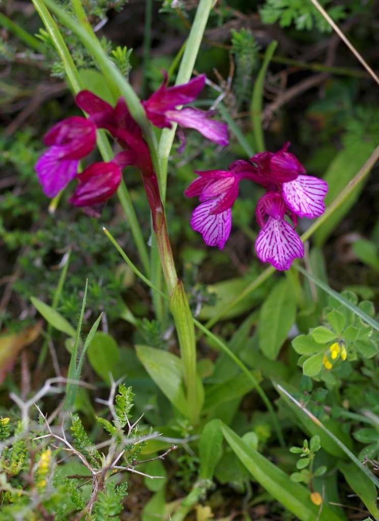 IMGP7108-1024~1.jpg
