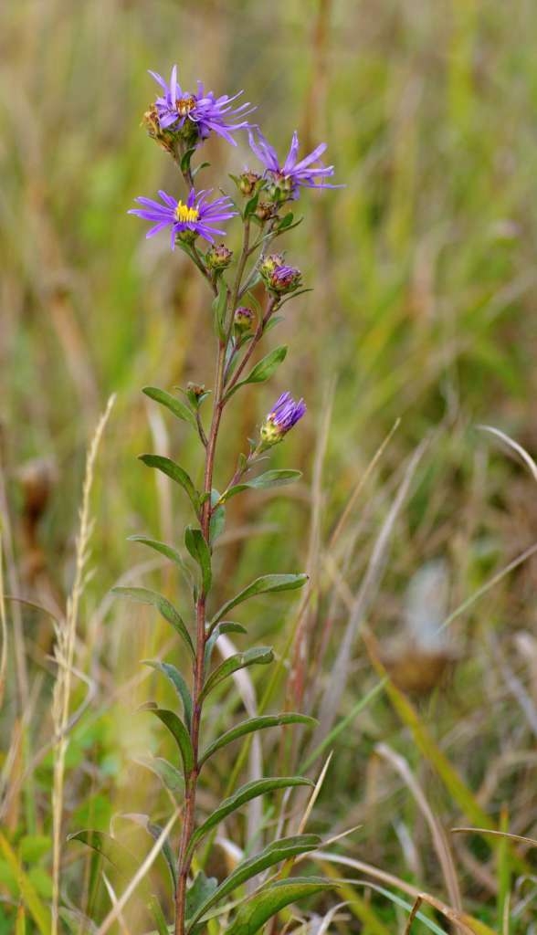 IMGP7114-1024.jpg