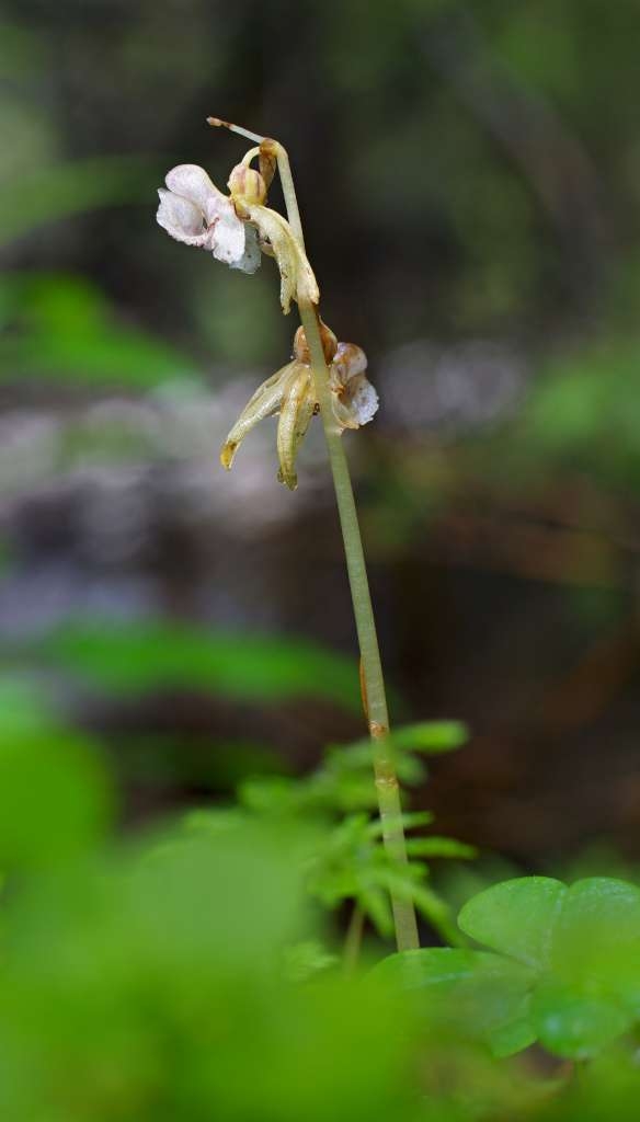 IMGP7117-1024.jpg