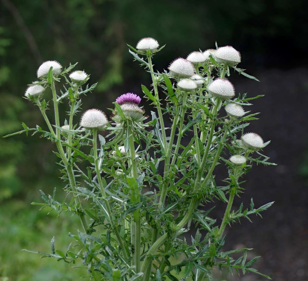 IMGP7127-1024~1.jpg