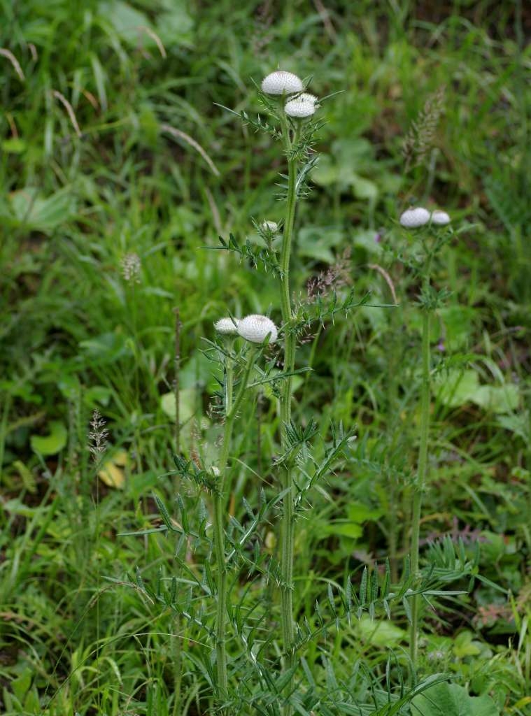 IMGP7130-1024~3.jpg