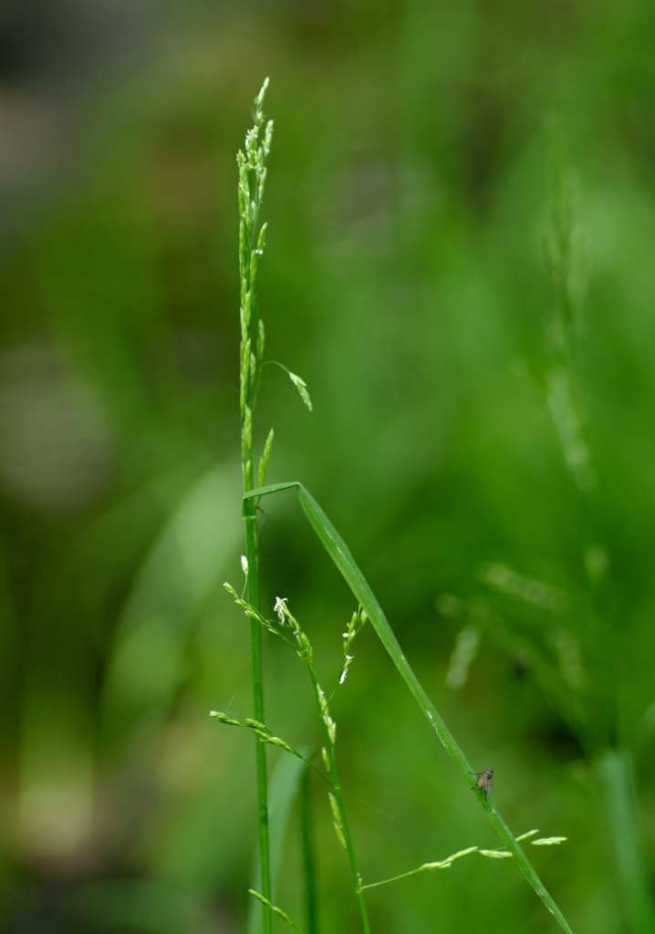 IMGP7132-1024~0.jpg