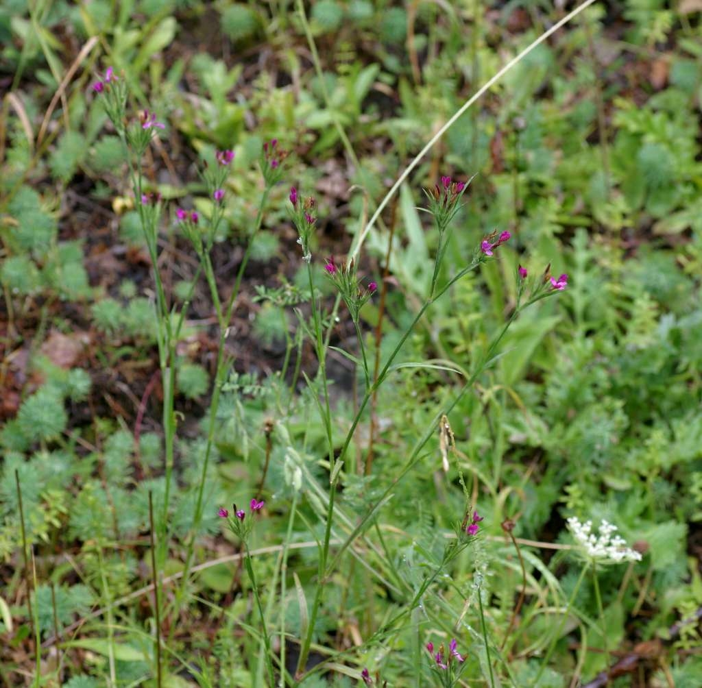 IMGP7170-1024~1.jpg