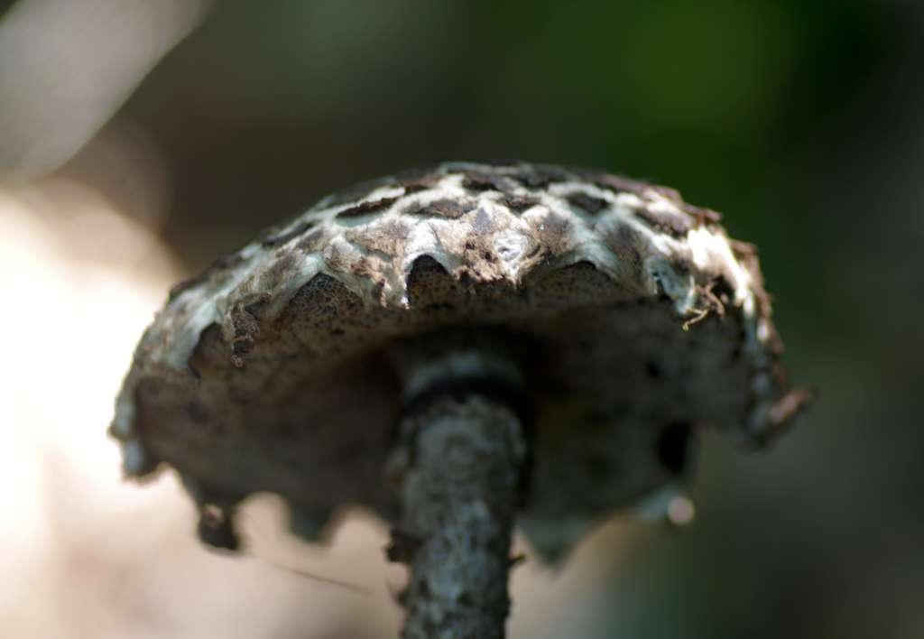 IMGP7206-1024~2.jpg