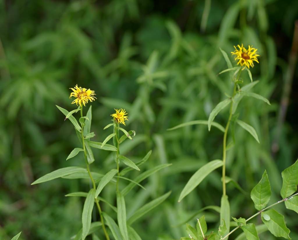 IMGP7215-1024~4.jpg