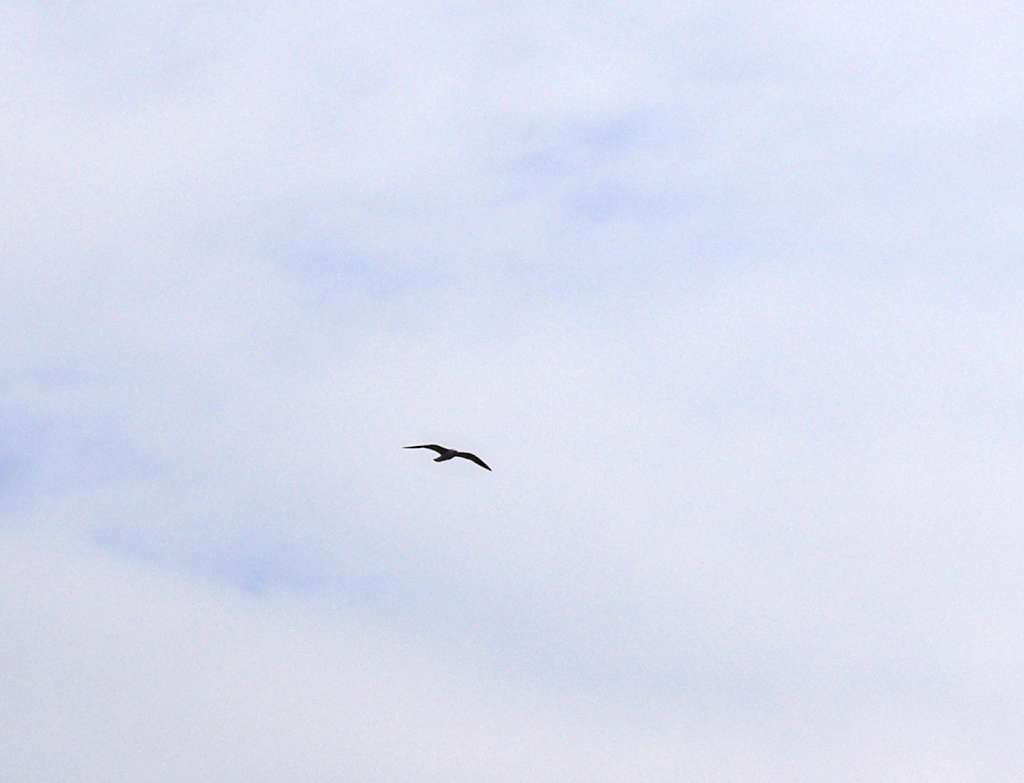 IMGP7232-1024.jpg