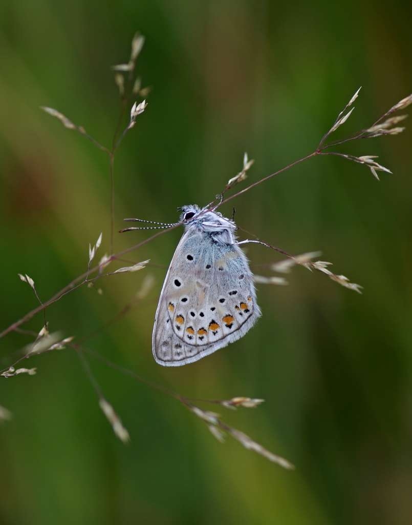 IMGP7235-1024~0.jpg