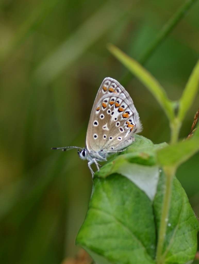 IMGP7236-1024~1.jpg