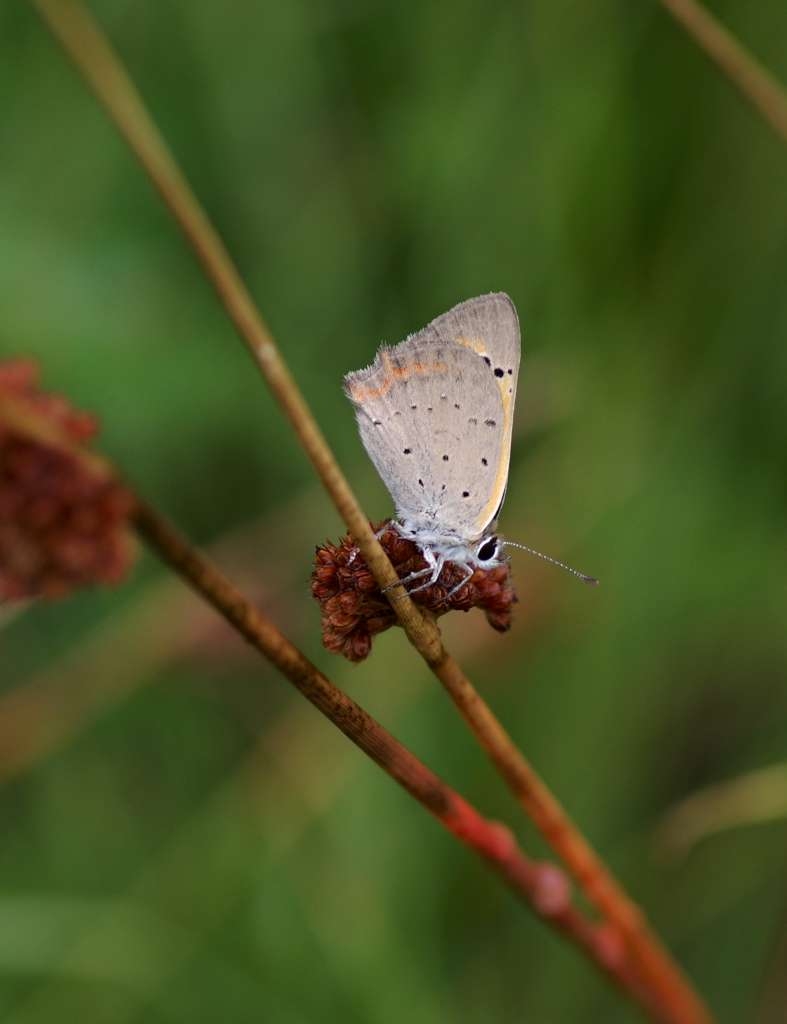 IMGP7239-1024~2.jpg