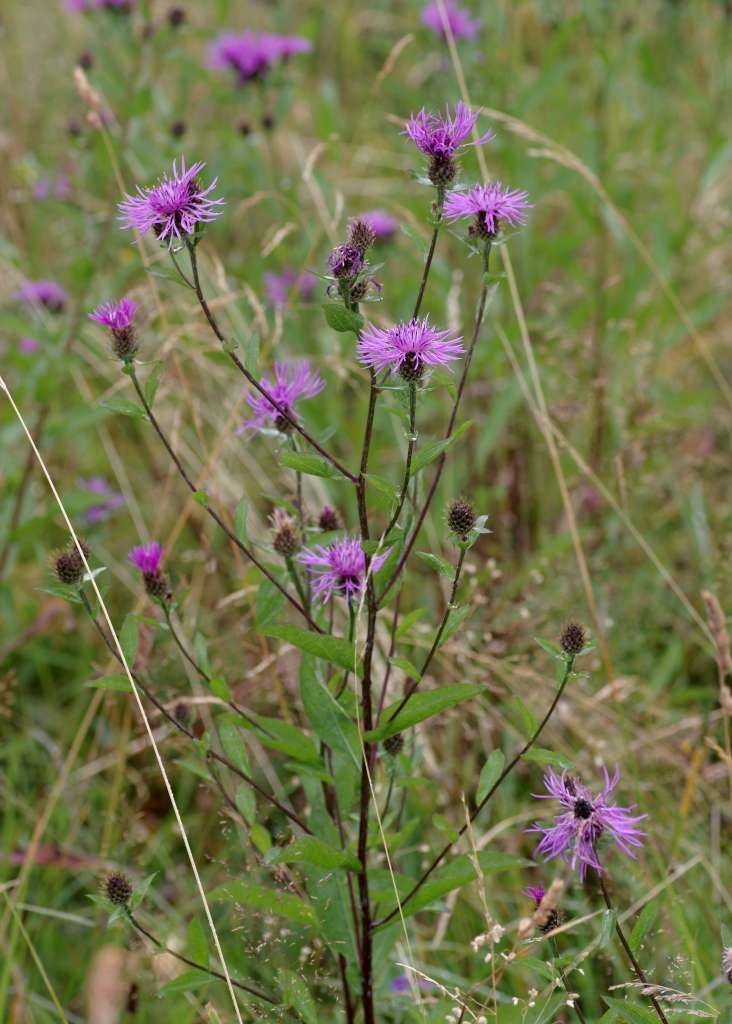 IMGP7254-1024~1.jpg