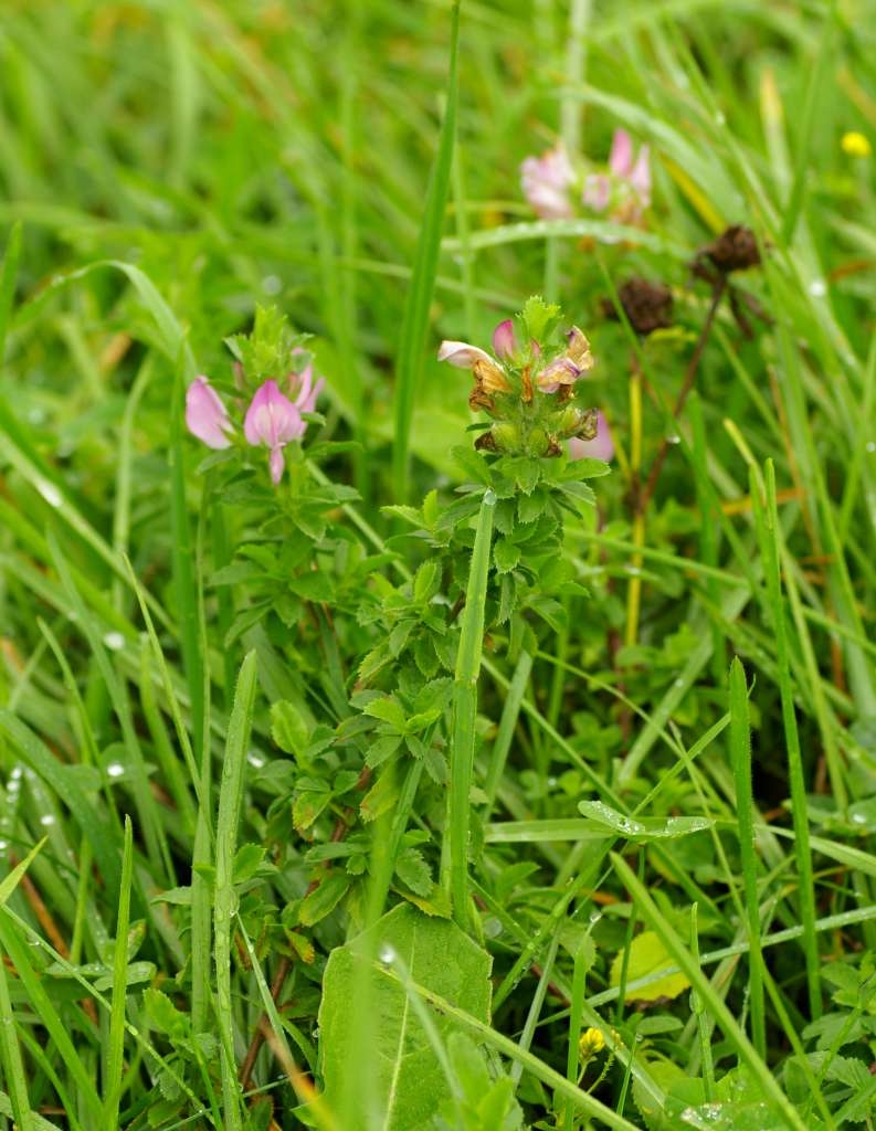 IMGP7271-1024~0.jpg