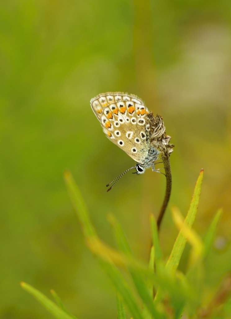 IMGP7313-1024~0.jpg