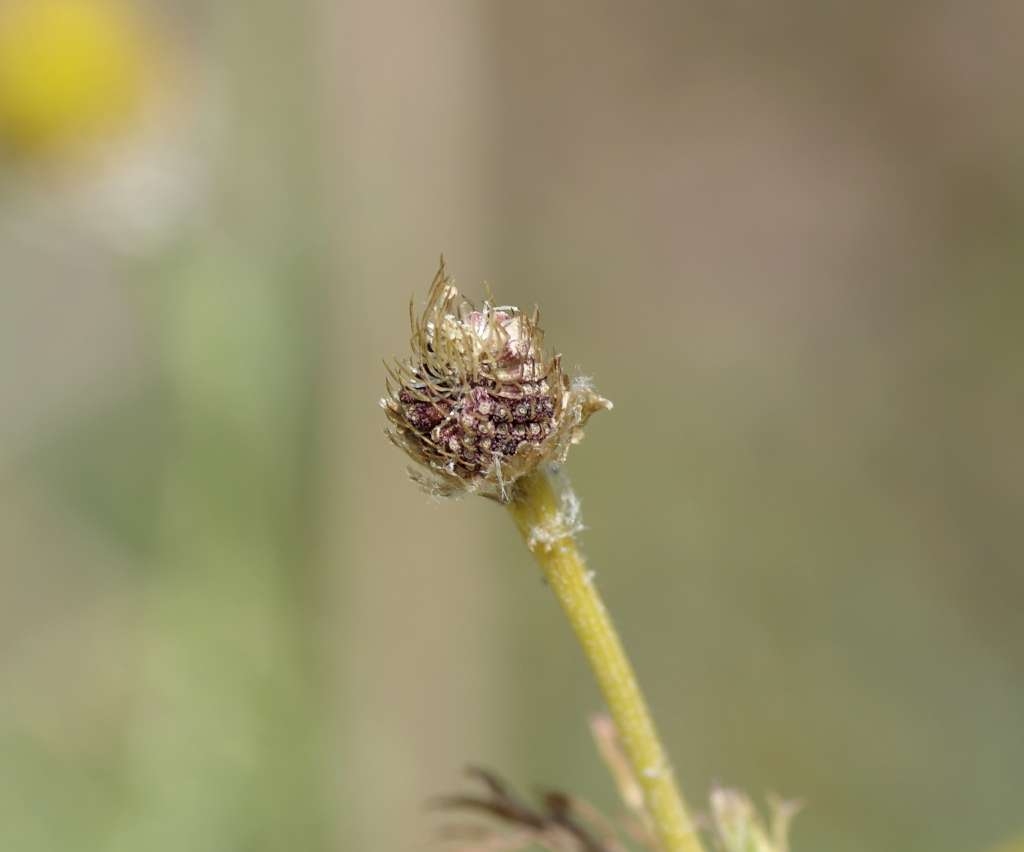 IMGP7390-1024~1.jpg