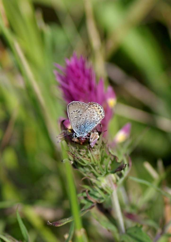 IMGP7400-1024~1.jpg