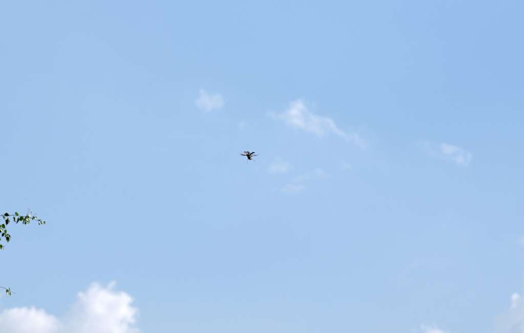 IMGP7410-1024~0.jpg