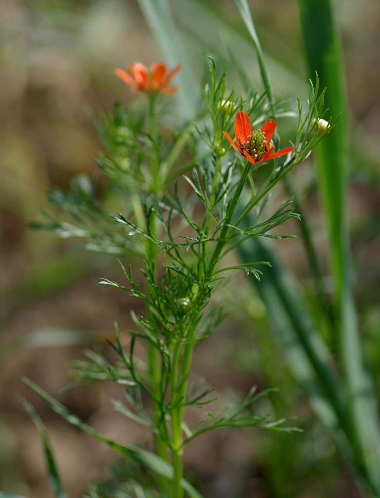 IMGP7413-1024~2.jpg
