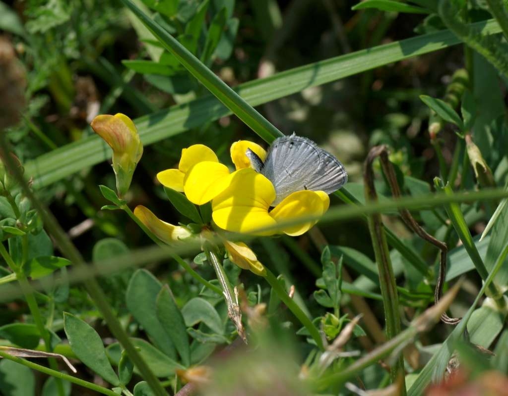 IMGP7417-1024~1.jpg