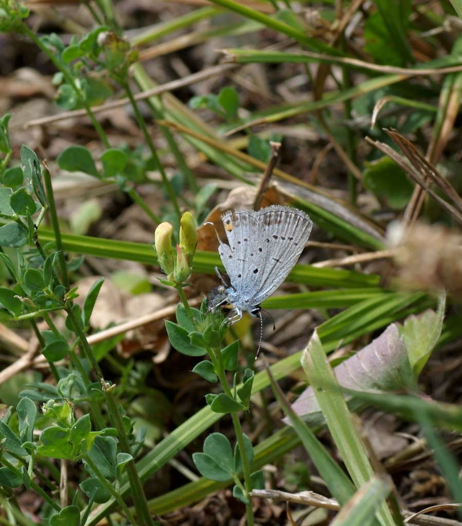 IMGP7440-1024.jpg