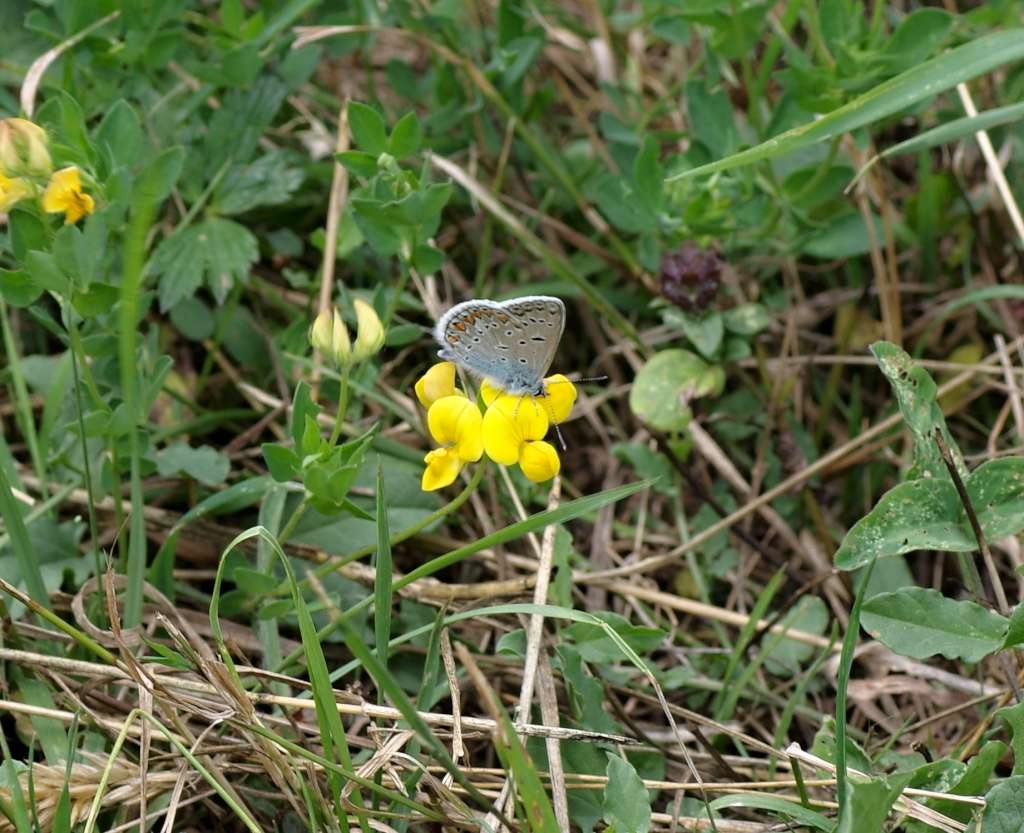 IMGP7444-1024~3.jpg