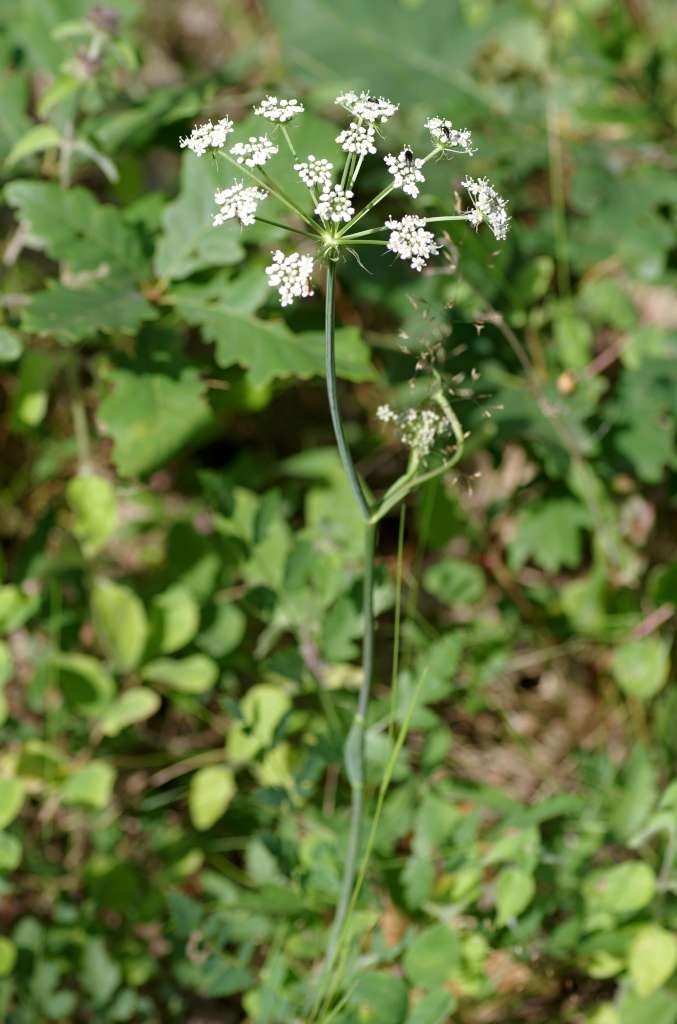 IMGP7493-1024~4.jpg