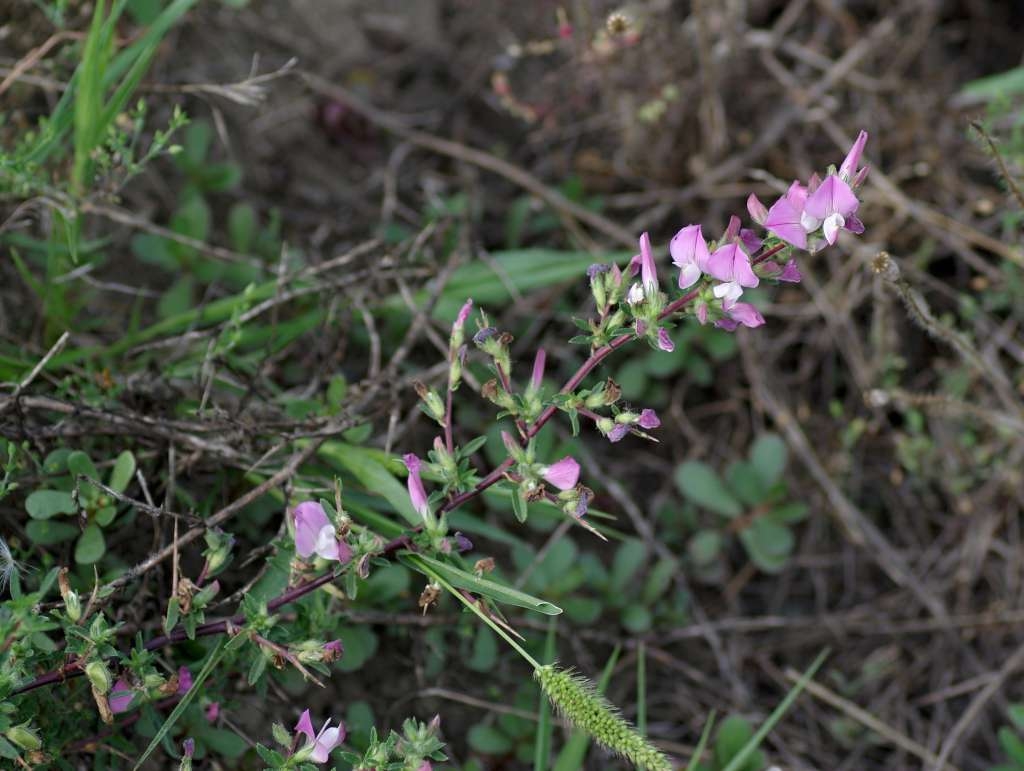 IMGP7515-1024~2.jpg