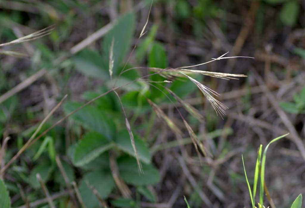 IMGP7517-1024~0.jpg