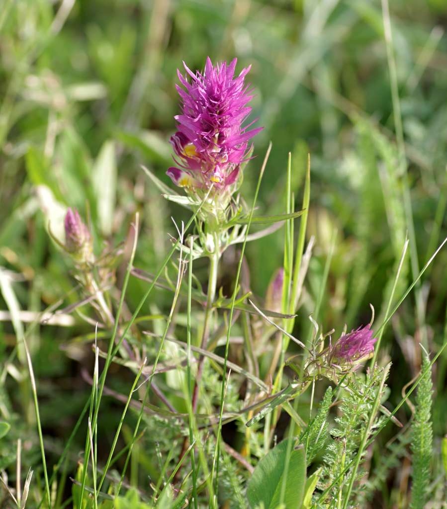 IMGP7550-1024~1.jpg
