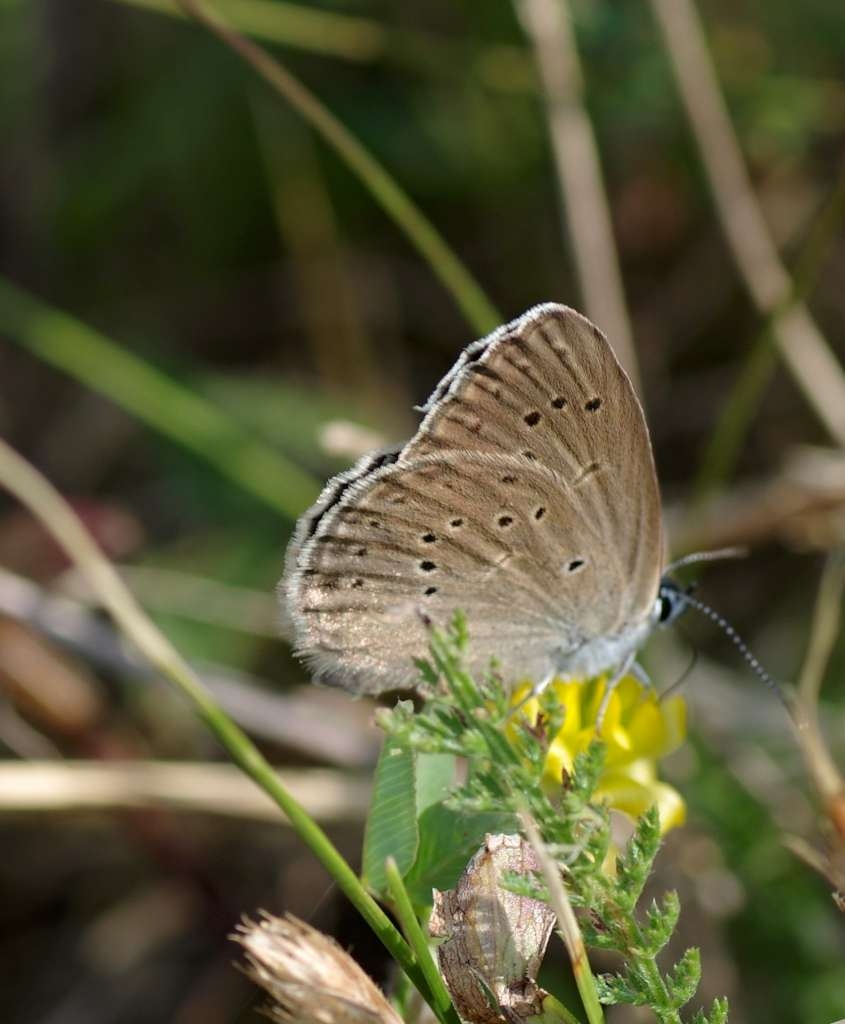 IMGP7555-1024~2.jpg
