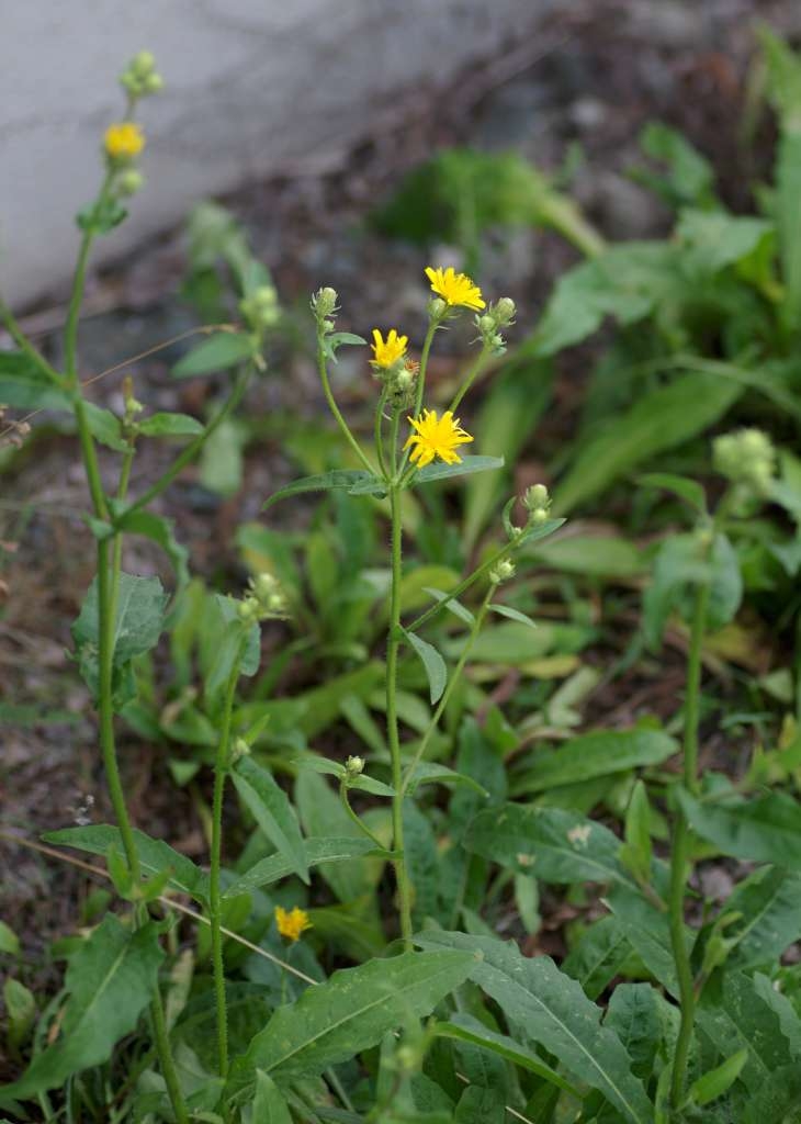 IMGP7557-1024~3.jpg