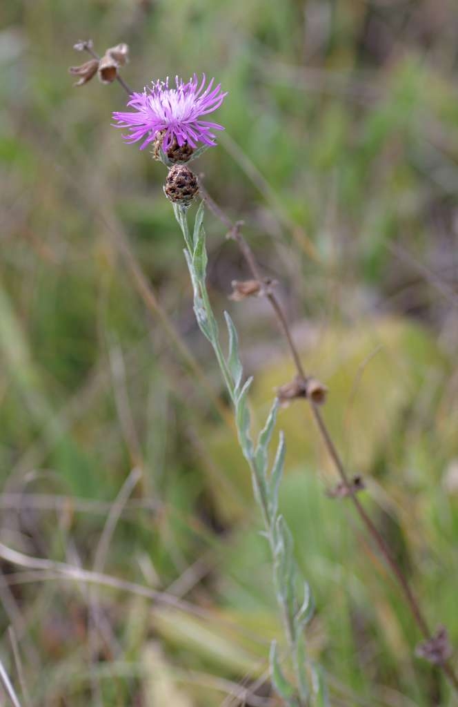IMGP7566-1024~3.jpg