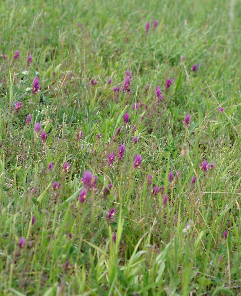 IMGP7580-1024~3.jpg