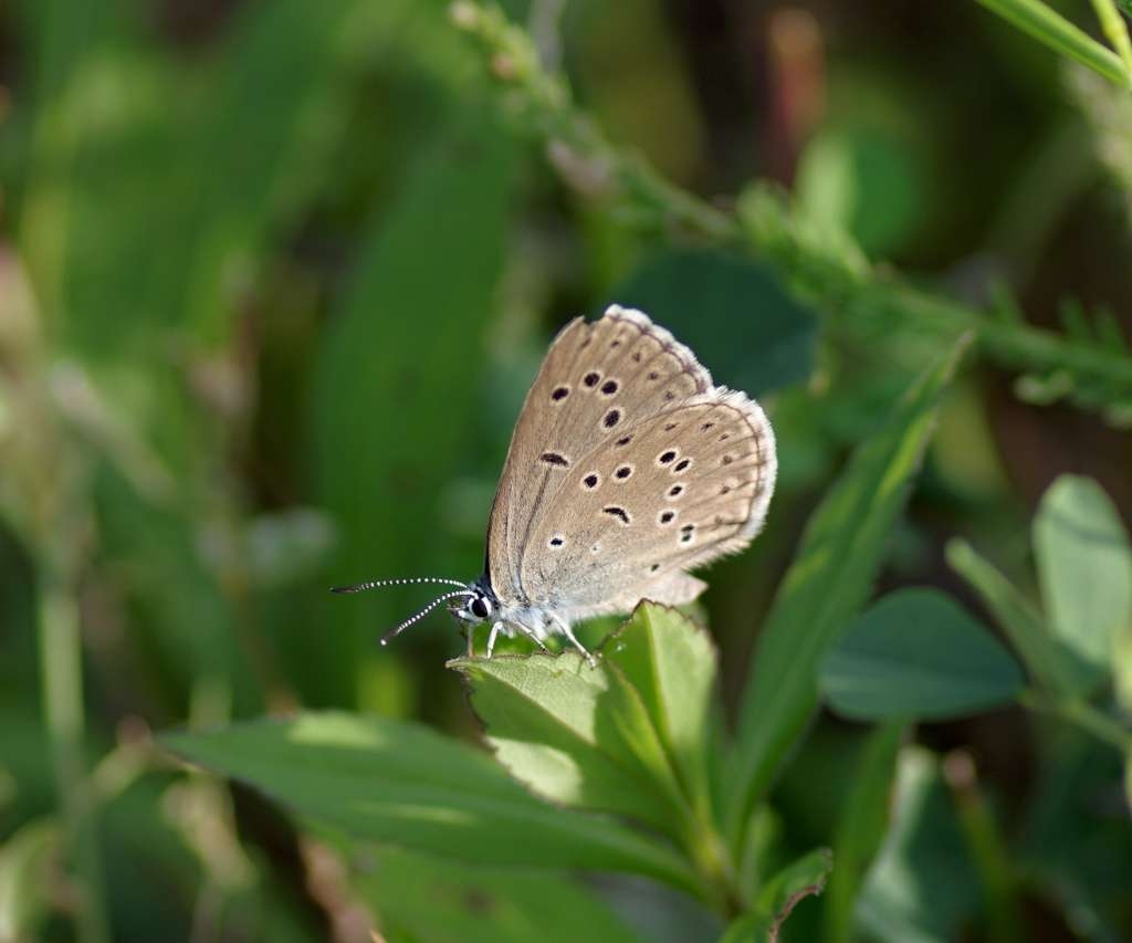 IMGP7592-1024~0.jpg