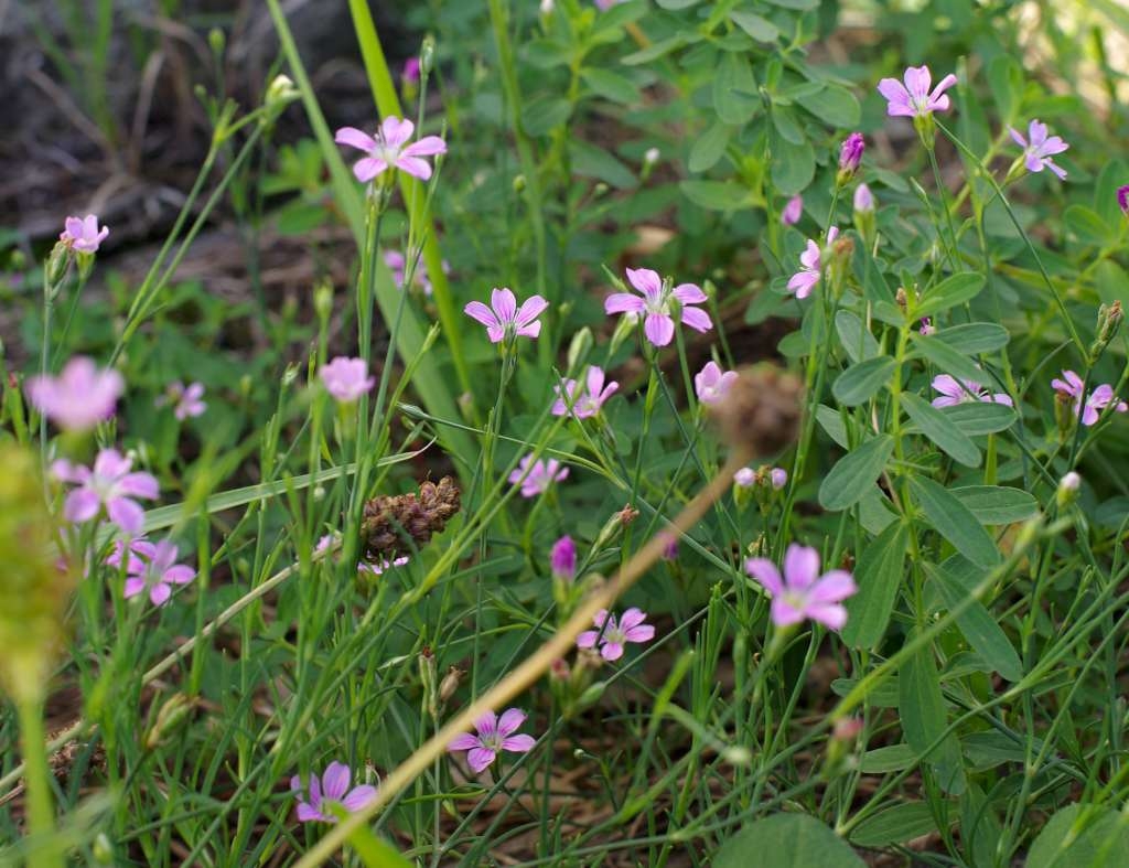 IMGP7651-1024.jpg