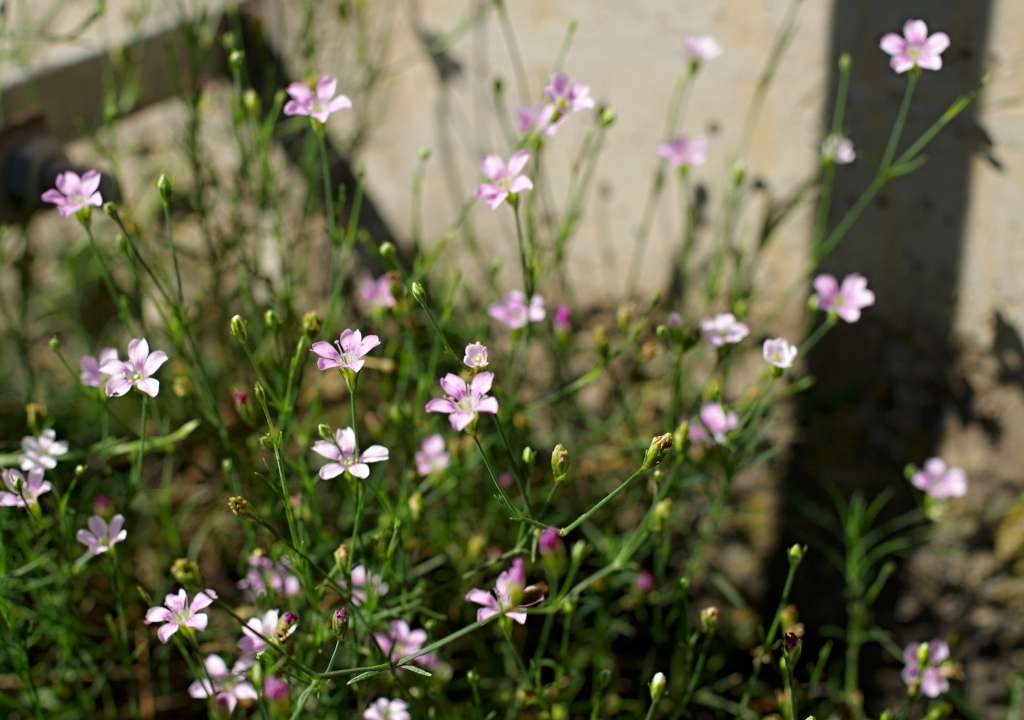 IMGP7656-1024.jpg